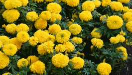 Marigold Growing Guide