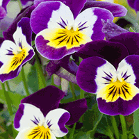 Pansy & Viola Growing Guide 