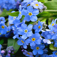 Forget-me-not Growing Guide 