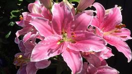 Lily Growing Guide 