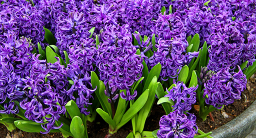 can i plant hyacinth bulbs in spring