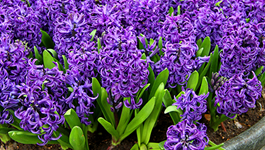 Hyacinth Growing Guide  