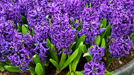 Hyacinth Growing Guide