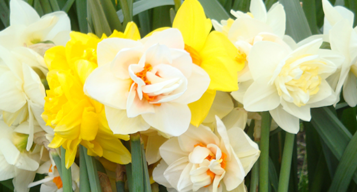 Daffodil Types: A Guide to Different Varieties of Daffodils