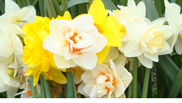 Daffodil Growing Guide 