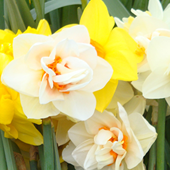 Daffodil Growing Guide