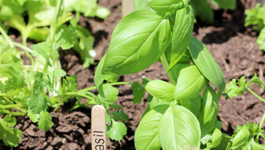 Laura's Portable Herb Project