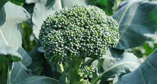 stages of growing broccoli