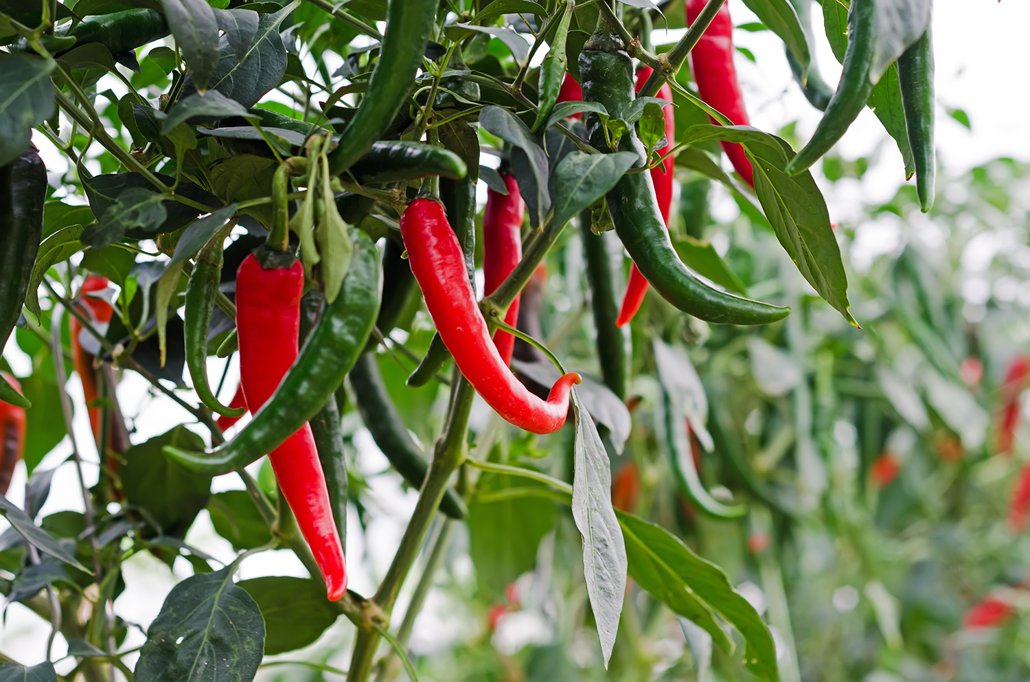 Chilli Plant