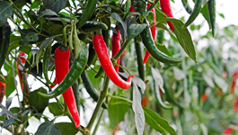 Chilli Growing Guide