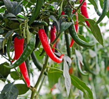 Chilli Growing Guide