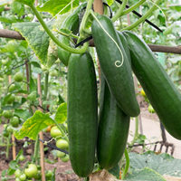 Cucumber Growing Guide