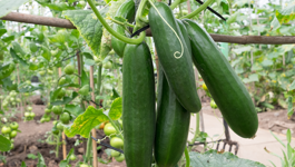 Cucumber Growing Guide