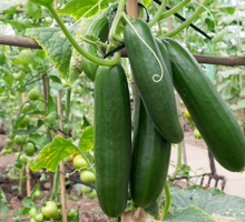 Cucumber Growing Guide
