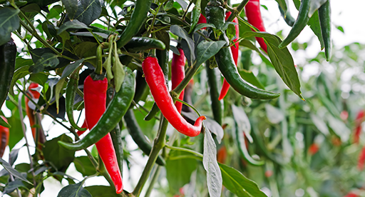 Chilli Growing Guide, Tui