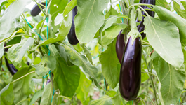 Eggplant Growing Guide