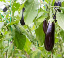 Eggplant Growing Guide