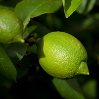 Lime Growing Guide
