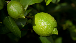 Lime Growing Guide