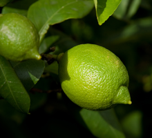 Lime Growing Guide