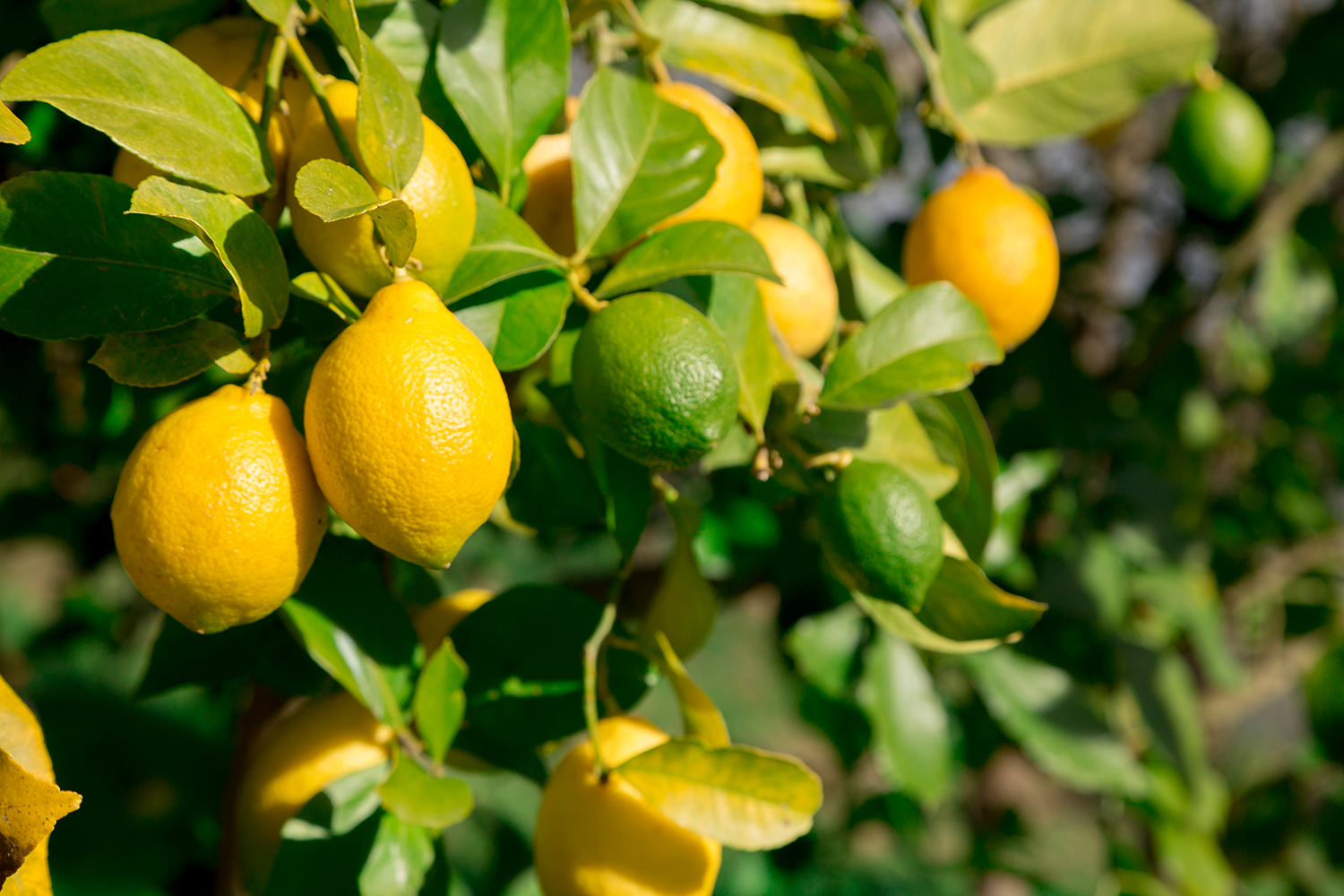 Lime Vs Lemon Tree