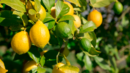 Lemon Growing Guide