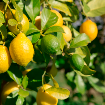 Lemon Growing Guide