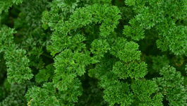 Parsley Growing Guide