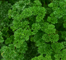 Parsley Growing Guide