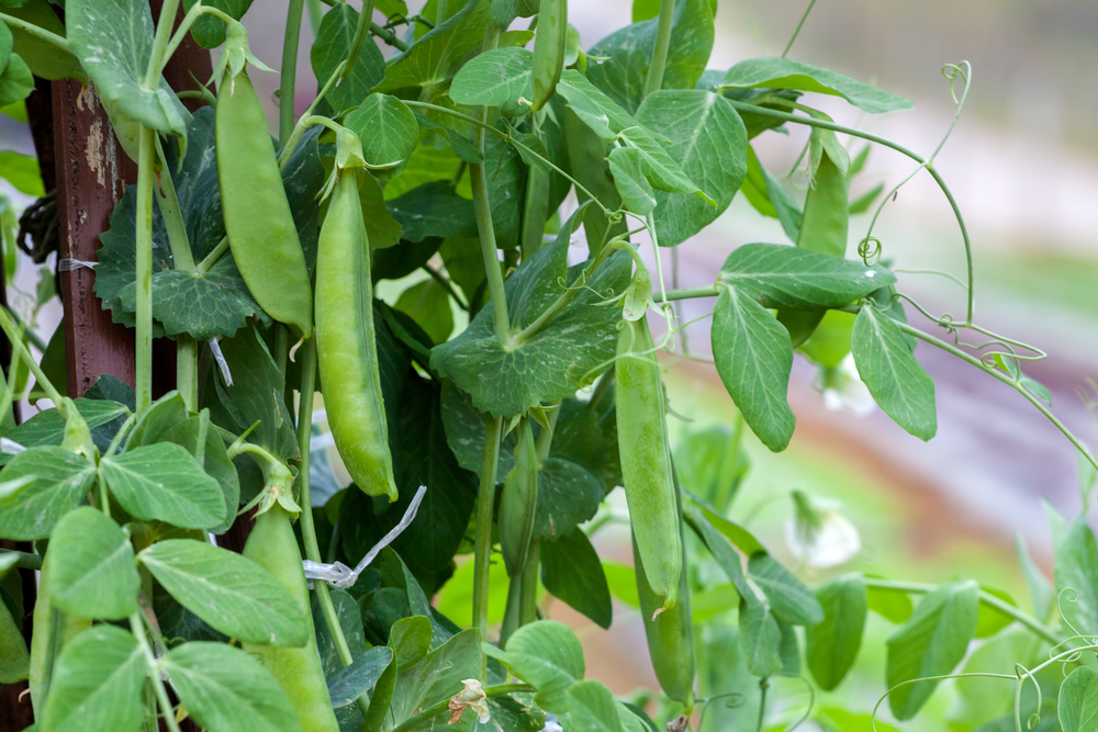 Pea Growing Guide Tui Prepare, Plant, Nourish