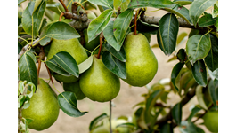 Pear Growing Guide