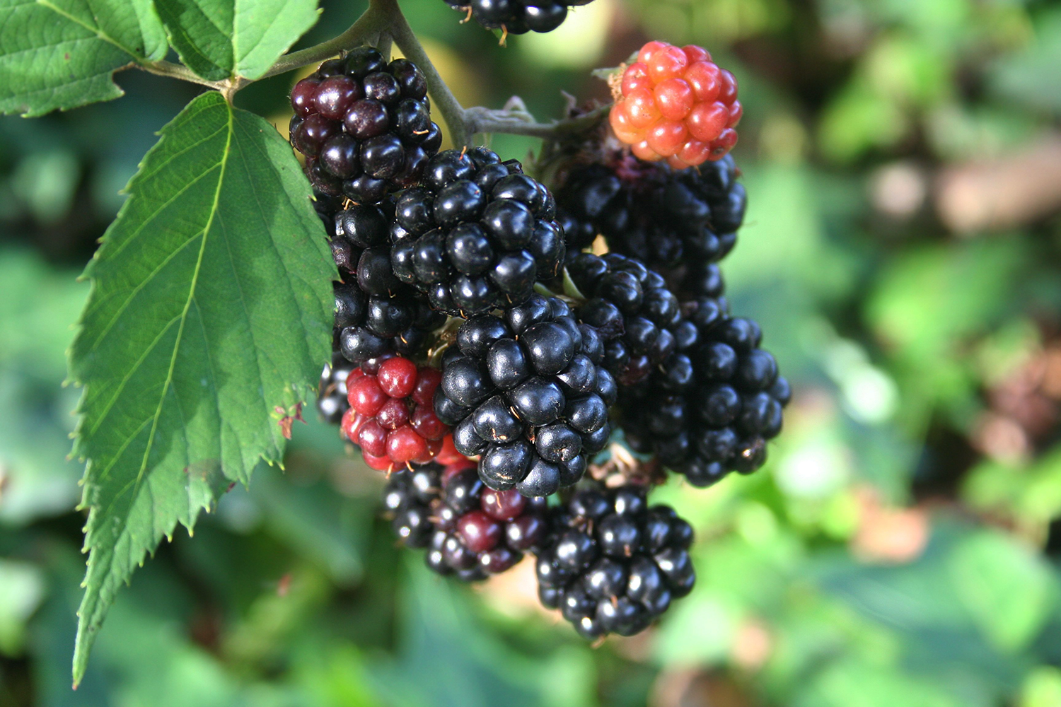 Bushel And Berry Blackberry Baby Cakes plants - farm & garden - by owner -  sale - craigslist