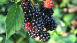 Blackberry Growing Guide