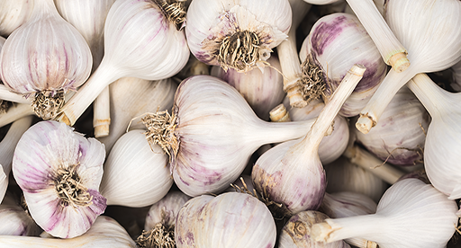 How to grow Organic Garlic: Planting, Growing, & Harvesting