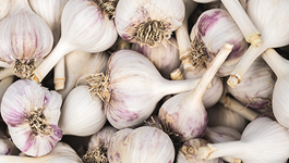 Garlic Growing Guide
