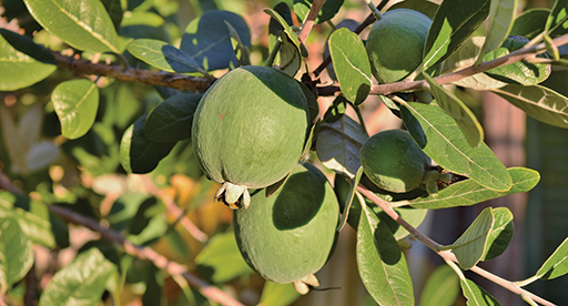 are feijoas toxic to dogs