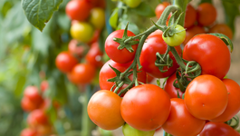 Tomato Growing Guide