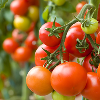 Tomato Growing Guide