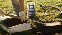 Choosing the Right Lawn Seed