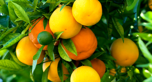 oranges growing