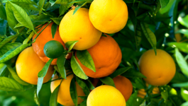 Citrus Growing Guide