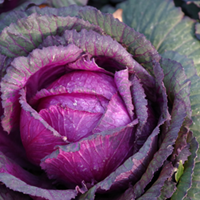 Brassica Growing Guide
