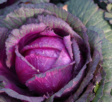 Brassica Growing Guide