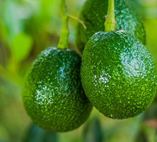 Avocado Growing Guide