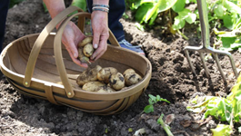 Top Potato Tips