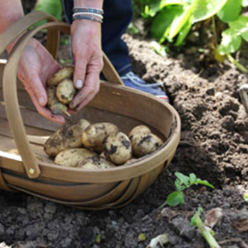 Top Potato Tips