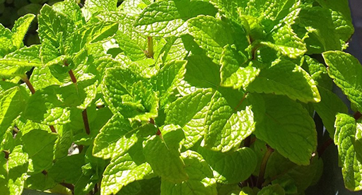Mint Growing Guide | Tui | Planting, feeding and caring