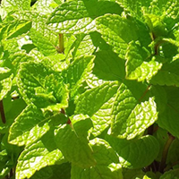 Mint Growing Guide 