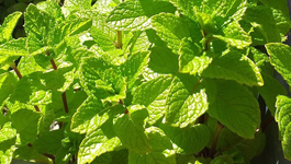 Mint Growing Guide 