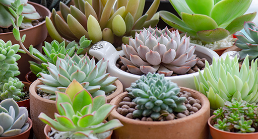 Cacti and succulents